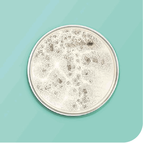 La evolución de la microbiota es un proceso dinámico que viene determinado por el entorno, los hábitos, la alimentación, el estrés, infecciones y/o la toma continuada de medicamentos que alteran la microbiota, como por ejemplo AINEs y antibióticos. Los mayores cambios en la composición se producen entre los cuatro y los doce meses de edad, estabilizándose en la infancia hacia los 2-3 años y afianzándose hacia los 4-5 años en cuanto a diversidad y cantidad. A partir de ahí, esa microbiota adulta e individual nos acompañará durante toda nuestra vida.